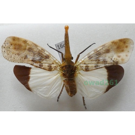 Pyrops astarte (Distant, 1914) Thailand16c